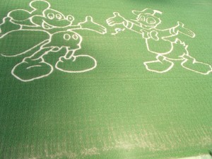 16.08.2015: Maislabyrinth in Oberursel/Weißkirchen